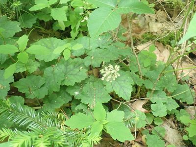 Tiarella stolonifera, photographed by Lynn Harper