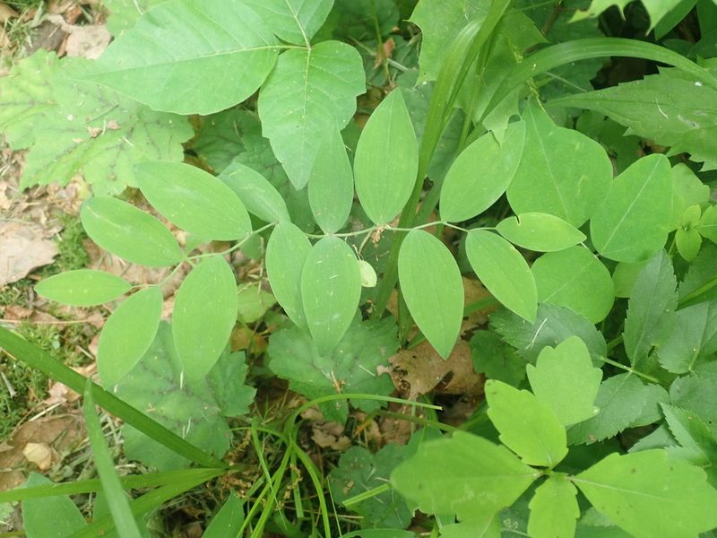 Uvularia sessilifolia, photographed by Lynn Harper