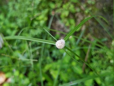Cyperus mindorensis, photographed by Dustin VanOverbeke