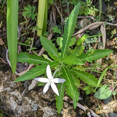 Hippobroma longiflora, photographed by Dustin VanOverbeke