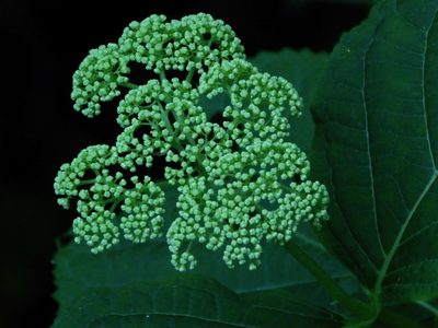 Hydrangea arborescens, photographed by Michael J. Papay