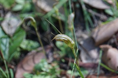 Pterostylis ophioglossa, photographed by John Van Den Nouwelant