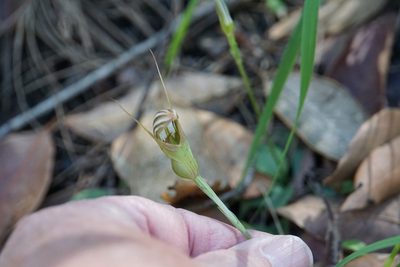 Pterostylis ophioglossa, photographed by John Van Den Nouwelant