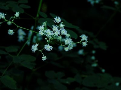 Thalictrum revolutum, photographed by Michael J. Papay
