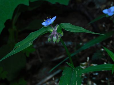 Tradescantia subaspera, photographed by Michael J. Papay