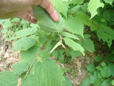 Corylus cornuta, photographed by Lynn Harper