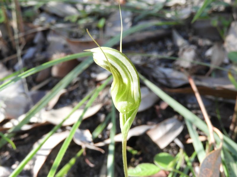 Pterostylis ophioglossa, photographed by John Van Den Nouwelant