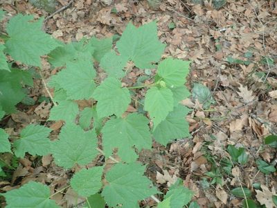 Acer spicatum, photographed by Lynn Harper