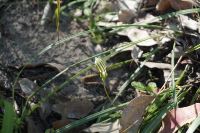 Pterostylis ophioglossa, photographed by John Van Den Nouwelant