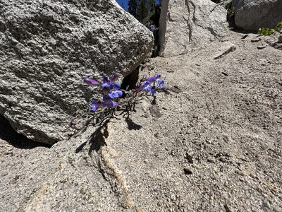 Penstemon speciosus, photographed by Christine Rudman