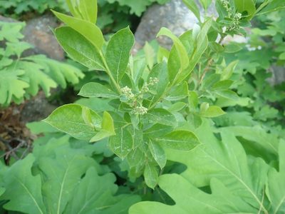 Lyonia ligustrina, photographed by Lynn Harper