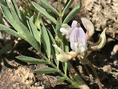 Astragalus lemmonii, photographed by Aaron Liston