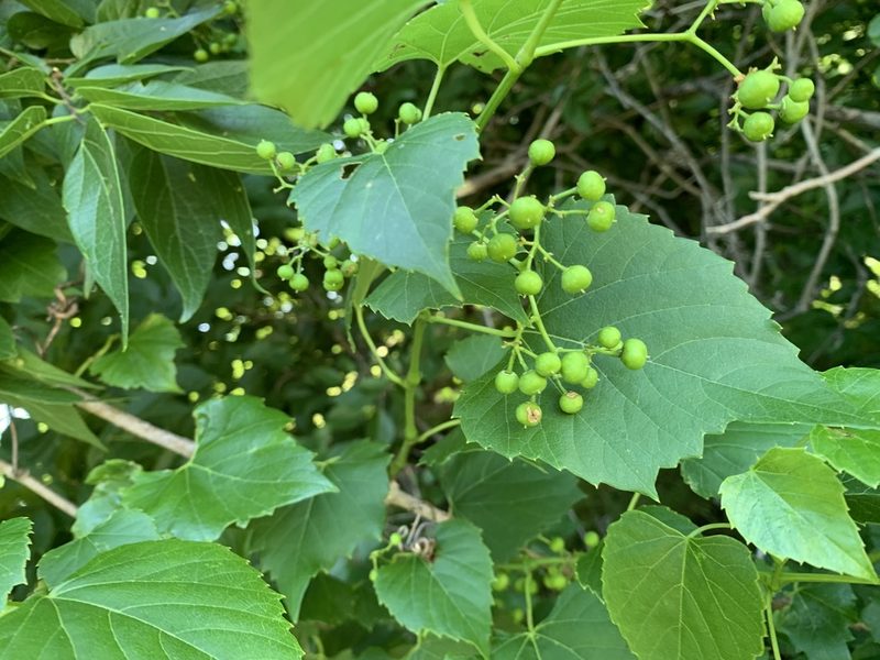 Ampelopsis cordata, photographed by Laura Clark