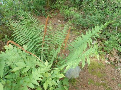 Osmundastrum cinnamomeum, photographed by Lynn Harper