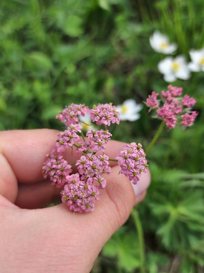 Chaerophyllum roseum, photographed by Дауд Арсанукаев