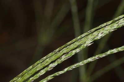 Digitaria eriantha, photographed by Kevin Faccenda