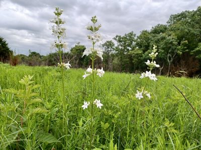 Penstemon tubaeflorus, photographed by David Matthew
