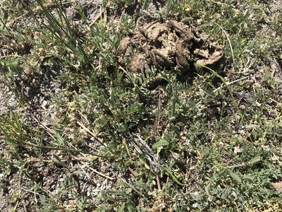 Astragalus lemmonii, photographed by Aaron Liston