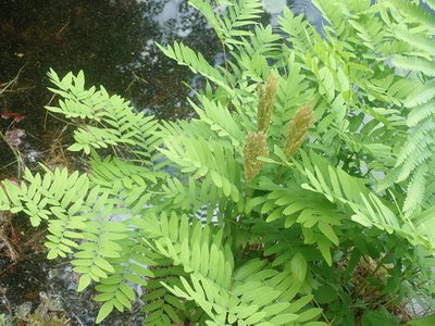 Osmunda spectabilis, photographed by Lynn Harper