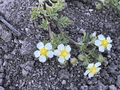 Potentilla newberryi, photographed by Aaron Liston
