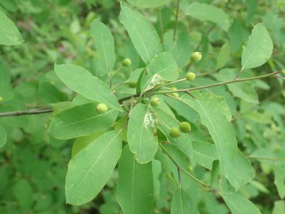 Ilex mucronata, photographed by Lynn Harper