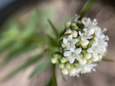 Valeriana dioica, photographed by Jon Ferreira