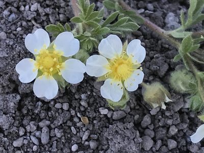 Potentilla newberryi, photographed by Aaron Liston