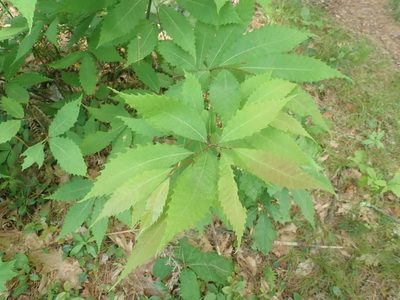 Castanea dentata, photographed by Lynn Harper