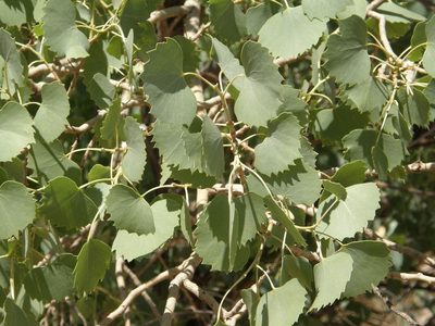 Populus euphratica, photographed by Rafael Medina
