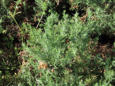 Ulex europaeus, photographed by Erin Springinotic
