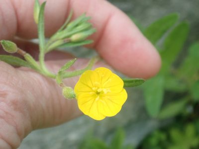Oenothera perennis, photographed by Lynn Harper