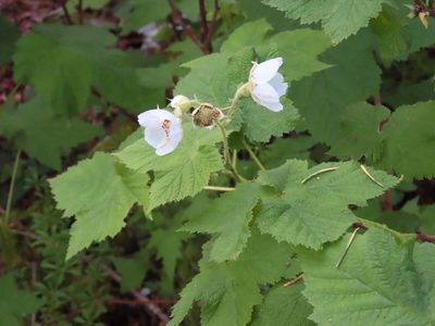 Rubus parviflorus, photographed by Erin Springinotic