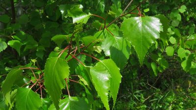 Betula populifolia, photographed by Barry Cottam