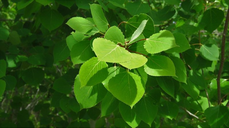 Populus tremuloides, photographed by Barry Cottam
