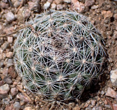 Pelecyphora vivipara, photographed by David Batchelor