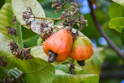 Anacardium occidentale, photographed by w_endo