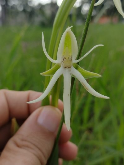Habenaria trifida, photographed by Lucas Kaminski