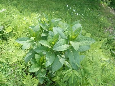 Phytolacca americana, photographed by Lynn Harper