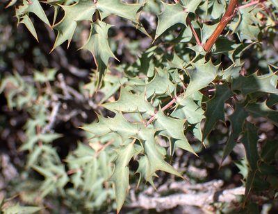 Berberis fremontii, photographed by David Batchelor