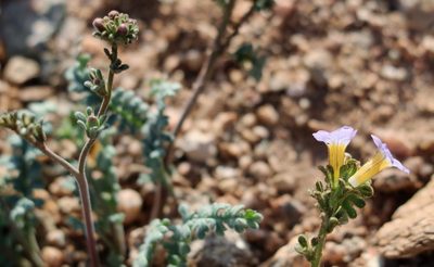 Phacelia fremontii, photographed by David Batchelor
