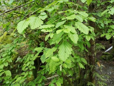 Holodiscus discolor