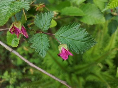 Rubus spectabilis