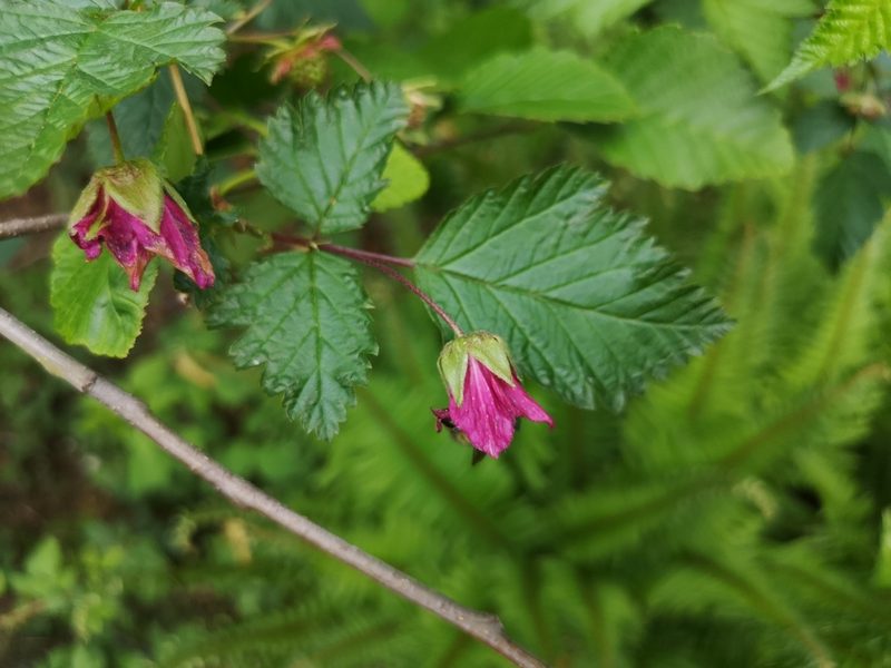Rubus spectabilis, photographed by Jens-Christian Svenning