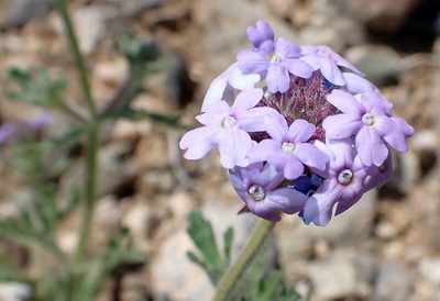Verbena gooddingii, photographed by David Batchelor