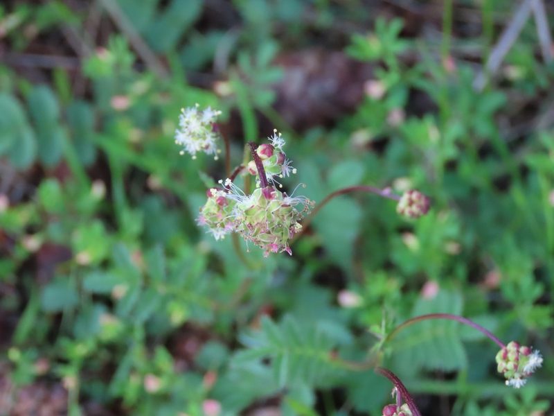 Sanguisorba minor, photographed by Erin Springinotic