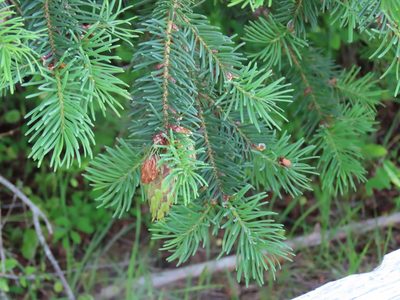 Pseudotsuga menziesii, photographed by Erin Springinotic