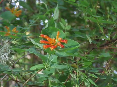 Lonicera ciliosa, photographed by Erin Springinotic