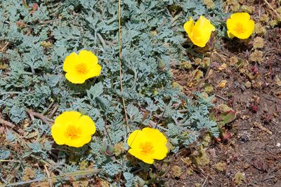 Eschscholzia californica, photographed by Wendy St. John