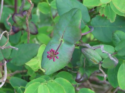 Lonicera hispidula, photographed by Erin Springinotic