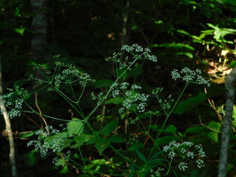 Ligusticum canadense, photographed by Michael J. Papay